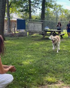 How Dogs Can Beat the Dog Days of Summer