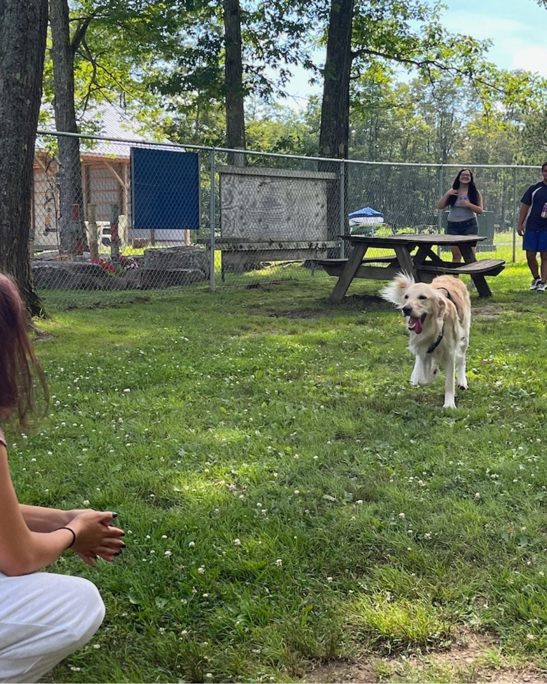 How Dogs Can Beat the Dog Days of Summer