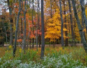 Mike yard by Jean 10-11-20