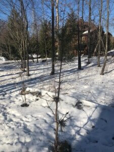 mike tree picked clean 12-28-20