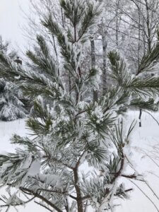 ice storm mike 2-13-21