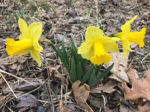 mike daffodils