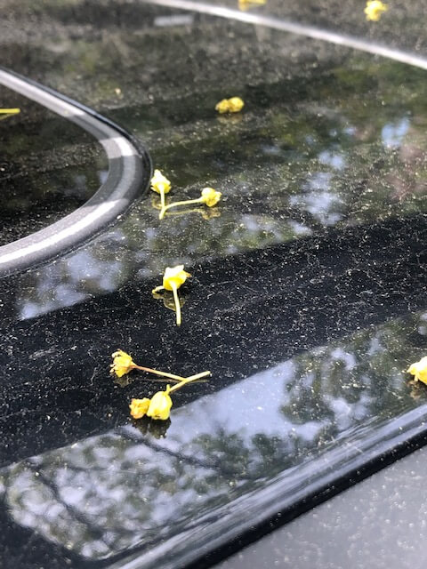 Tree Pollen on a Car in Deep Creek Lake, MD