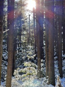 Magical Woodland Hiking Biking Cross-Country Skiing Yellow Trail at Herrington Manor State Park
