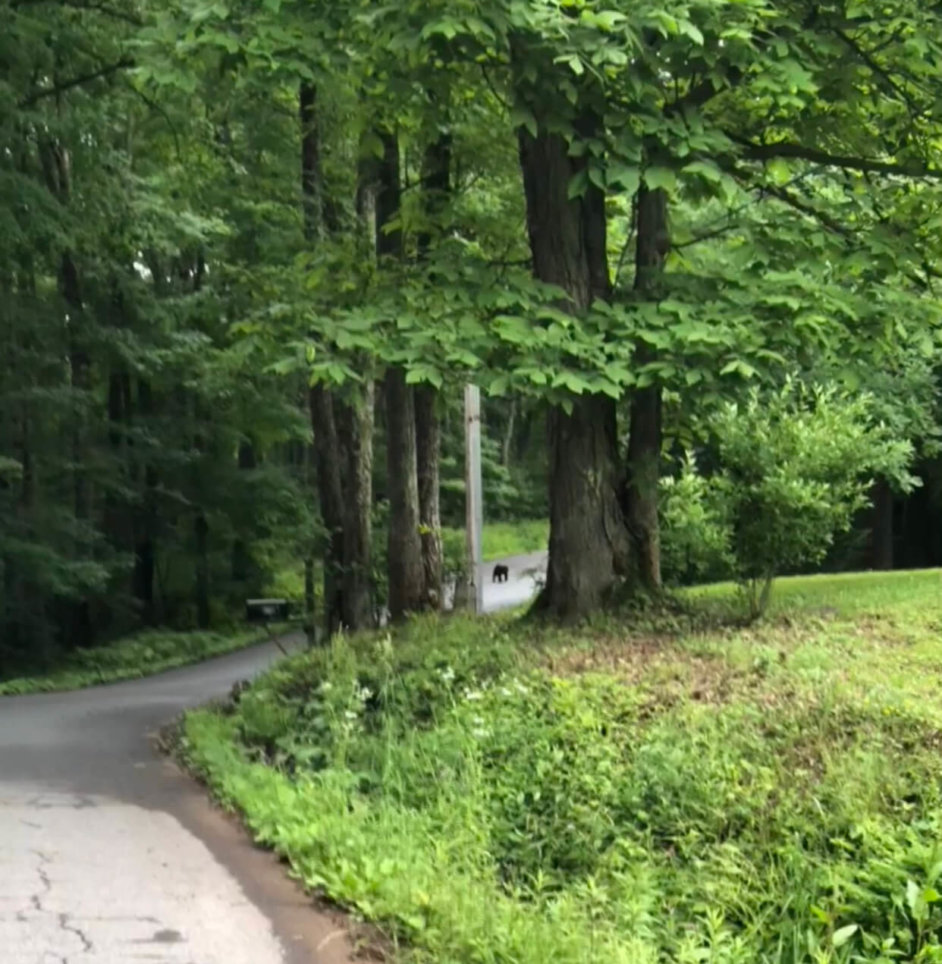 Bear Cub Walking in the Road at Deep Creek Lake, MD