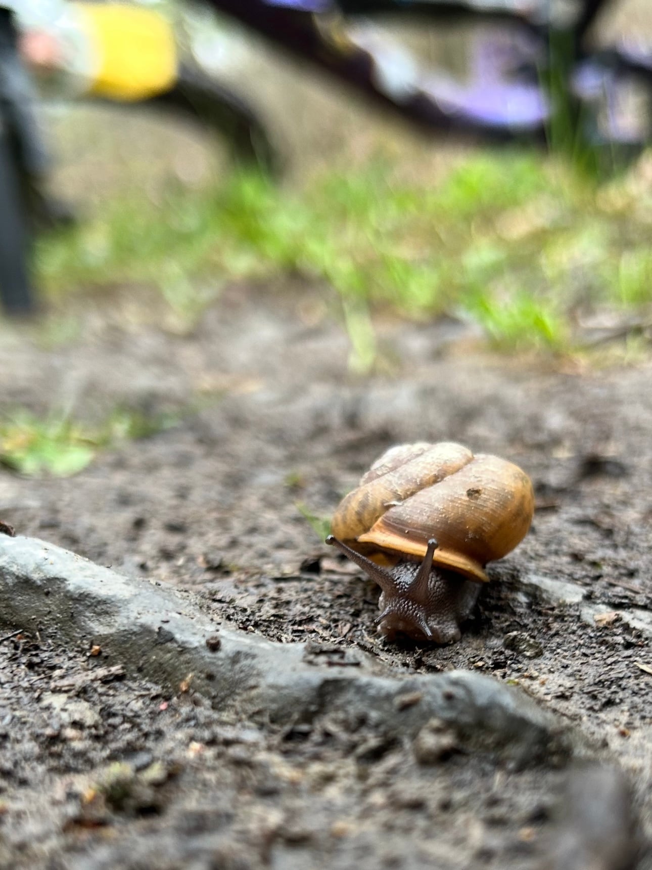 Kylee-Snail-on-the-Trail-at-Deep-Creek-Lake-MD