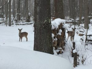 Deer in the snow at Deep Creek Lake, MD