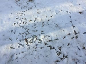 Bird footprints in the snow at Deep Creek Lake, MD