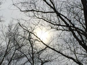 Sunny white sky through the trees at Deep Creek Lake, MD