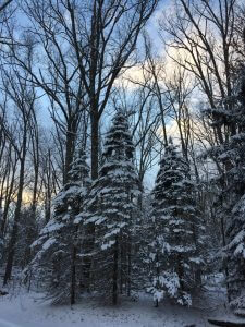 Snowy trees at Deep Creek Lake, MD