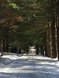 A snowy road through the pine trees in Deep Creek Lake, MD
