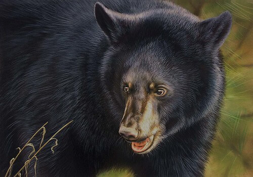 Maryland Black Bear Hunt Lottery Now Open for 2023 Season at Deep Creek Lake, MD