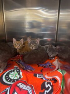 Maryland Department of Agriculture Awards 2024 Spay:Neuter Grant to HART for Animals at Deep Creek Lake, MD