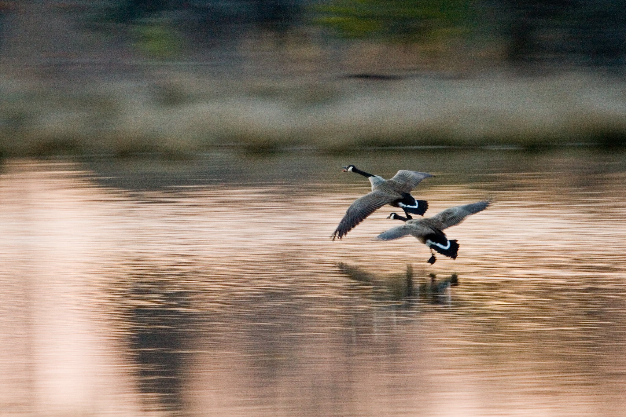 Maryland Hosts Waterfowl Hunting Day for Youth, Veterans, and Military on February 7 (Enlarged) Maryland Hosts Waterfowl Hunting Day for Youth, Veterans, and Military on February 7 (Enlarged)