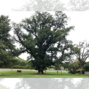 Maryland Marks 100 Years of Big Trees (Deep Creek Lake, MD)