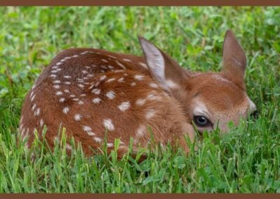 Marylanders Reminded to Leave Fawns Alone – ‘Rescuing’ Them is Unnecessary, Dangerous, and Illegal