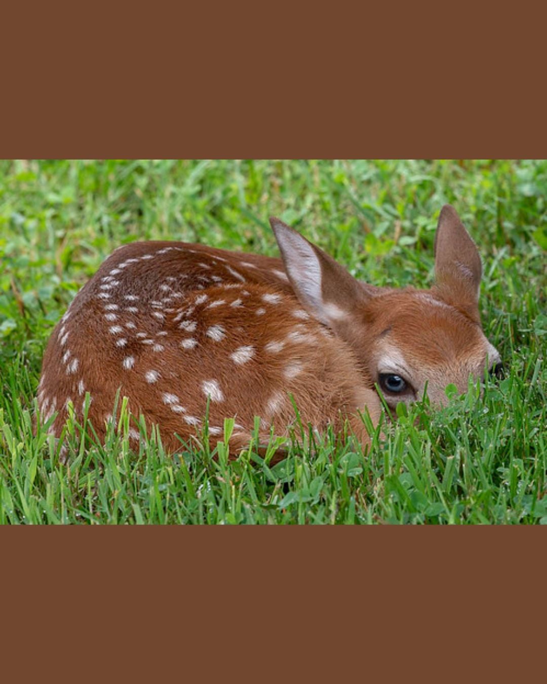 Marylanders Reminded to Leave Fawns Alone – ‘Rescuing’ Them is Unnecessary, Dangerous, and Illegal
