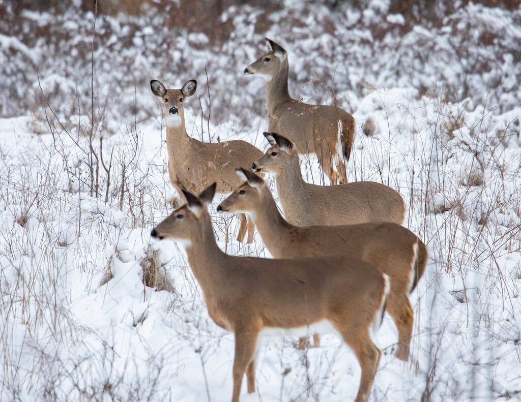 Maryland’s Primitive Deer Hunt Days Run February 1 – 3 at Deep Creek Lake, MD