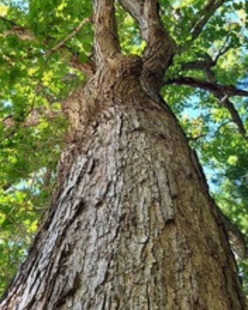 Meet the Trees Dendrology 101