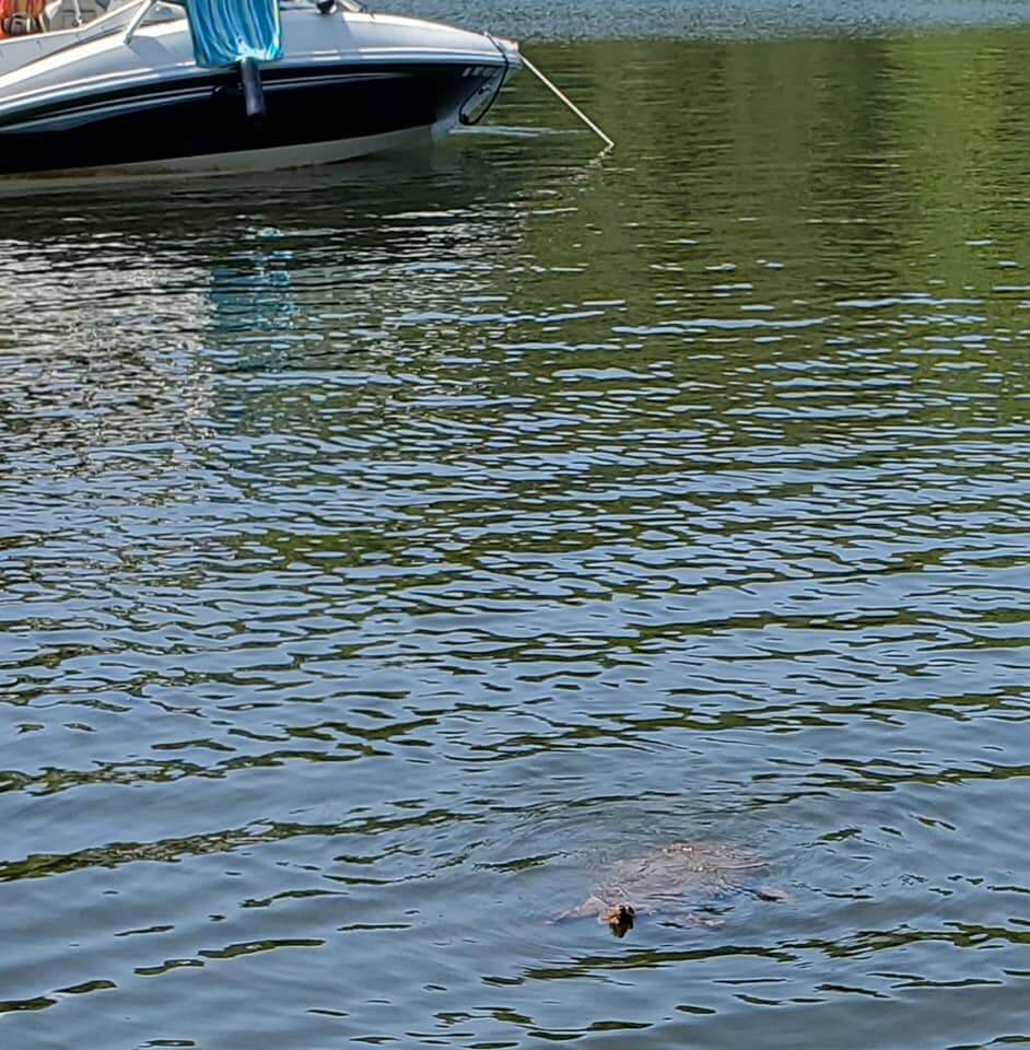 Melanie West Turtle at Deep Creek Lake, MD 2
