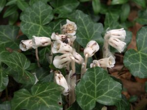 Native Plant Profile: Ghost Flower (Deep Creek Lake, MD)