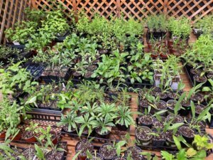 Native Plant Sale at Deep Creek Lake, MD