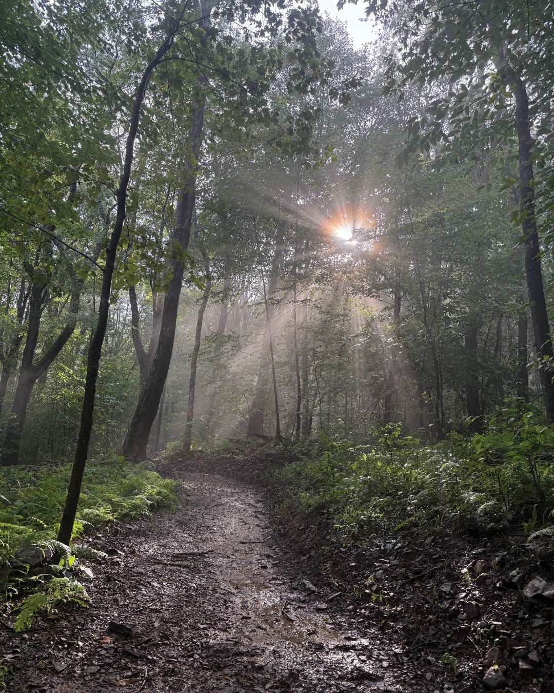 New Trails at Margraff Plantation (Socials)