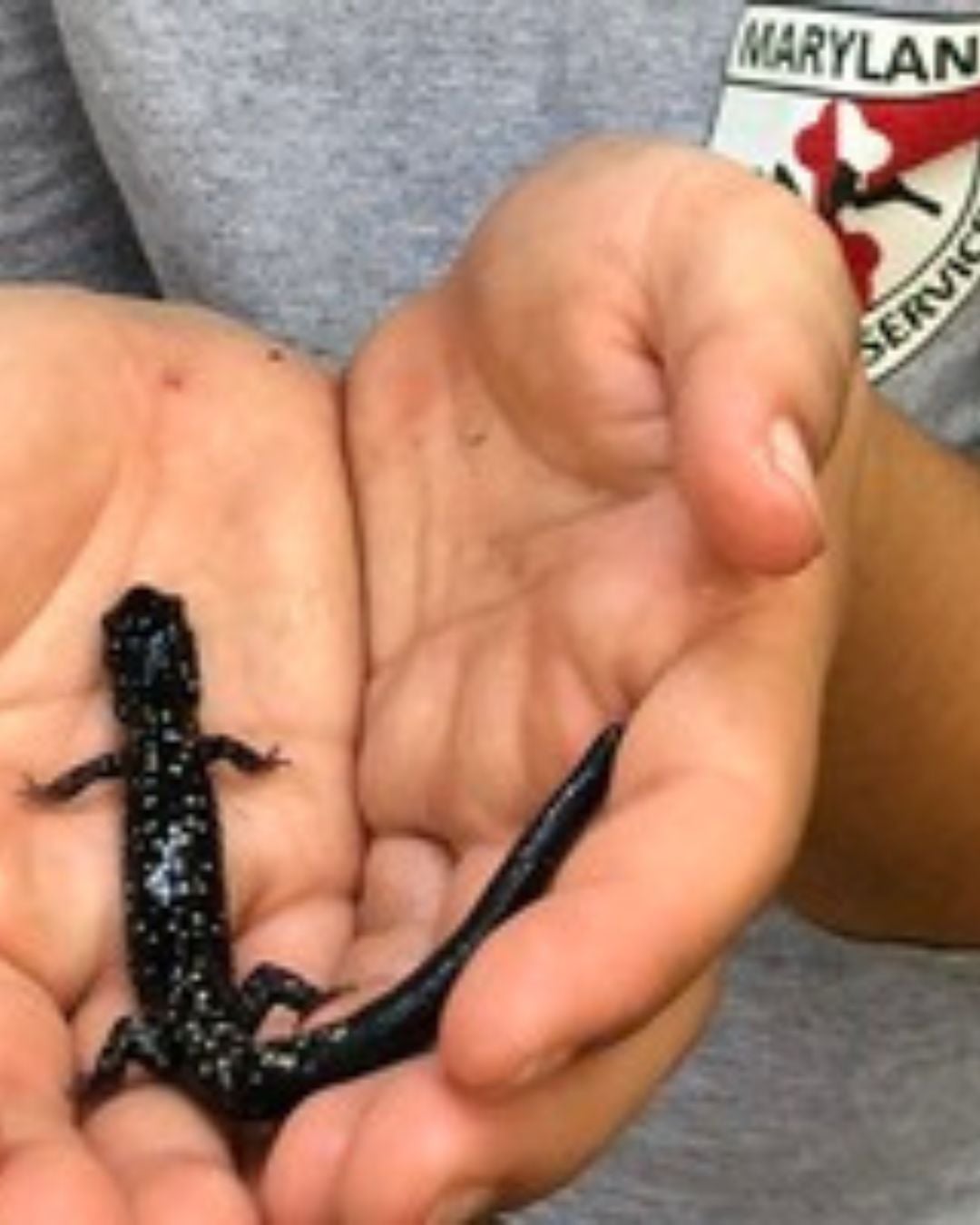 Nighttime Salamander Hunt