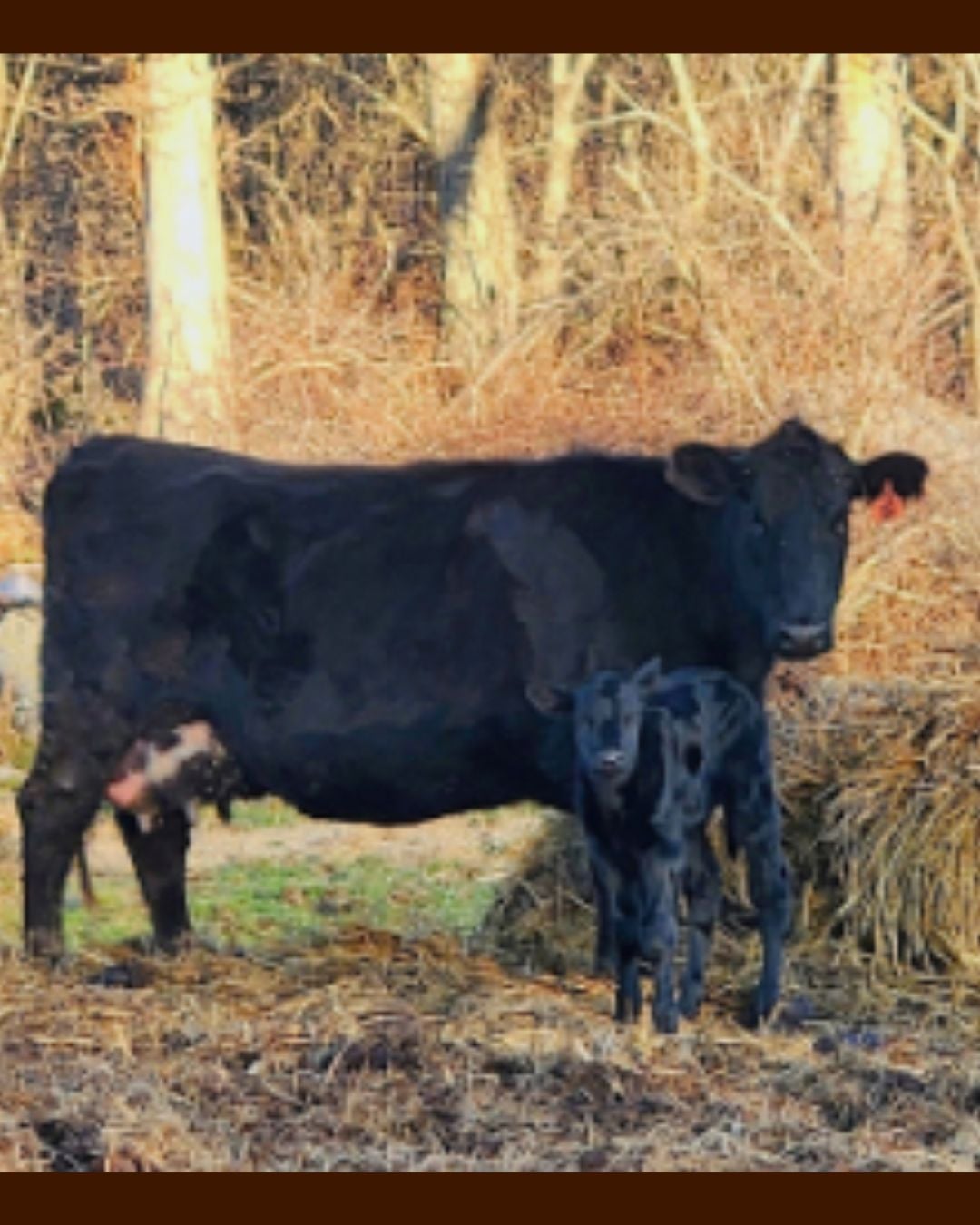 Nutrient Management Update (Deep Creek Lake, MD)