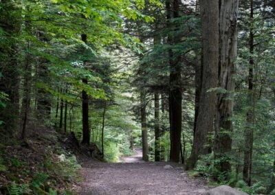 Herrington Manor State Park: Orange Trail