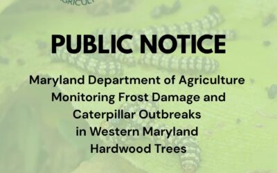 PUBLIC NOTICE: Maryland Department of Agriculture Monitoring Frost Damage and Caterpillar Outbreaks in Western Maryland Hardwood Trees