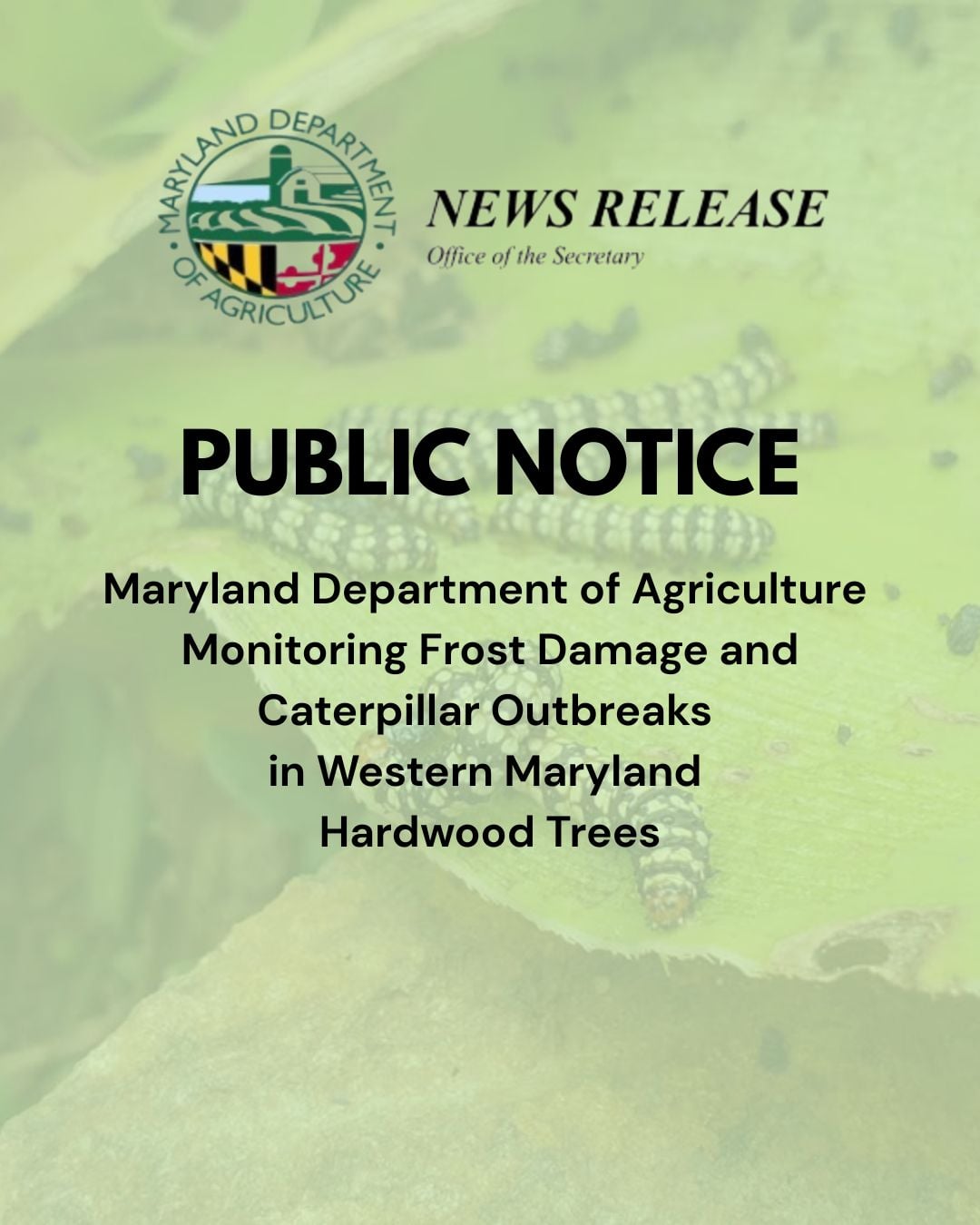 PUBLIC NOTICE Maryland Department of Agriculture Monitoring Frost Damage and Caterpillar Outbreaks in Western Maryland Hardwood Trees