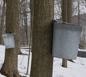 Park PROs - Intro to Maple Syrup Making at Deep Creek Lake, MD