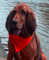 Park PROs - Pups in Parks at Deep Creek Lake, MD