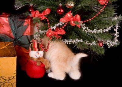Pet Holiday Safety: Keeping Your Pets Safe and Happy This Season