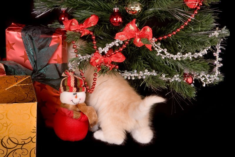 Pet Holiday Safety: Keeping Your Pets Safe and Happy This Season (Deep Creek Lake, MD)