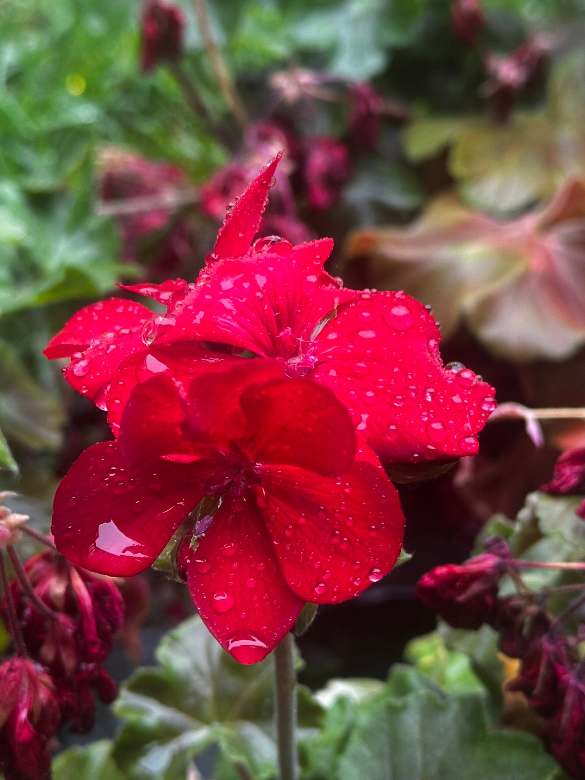 Rainy Flowers at Deep Creek Lake, MD Rainy Flowers at Deep Creek Lake, MD
