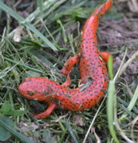 Salamander Scurry at Deep Creek Lake, MD