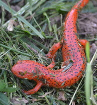 Salamander Scurry at Deep Creek Lake, MD