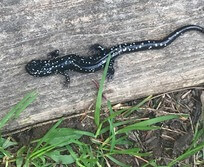 Salamander Walk at Deep Creek Lake, MD