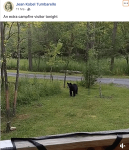 Jean Tumbarello Black Bear at Deep Creek Lake, MD
