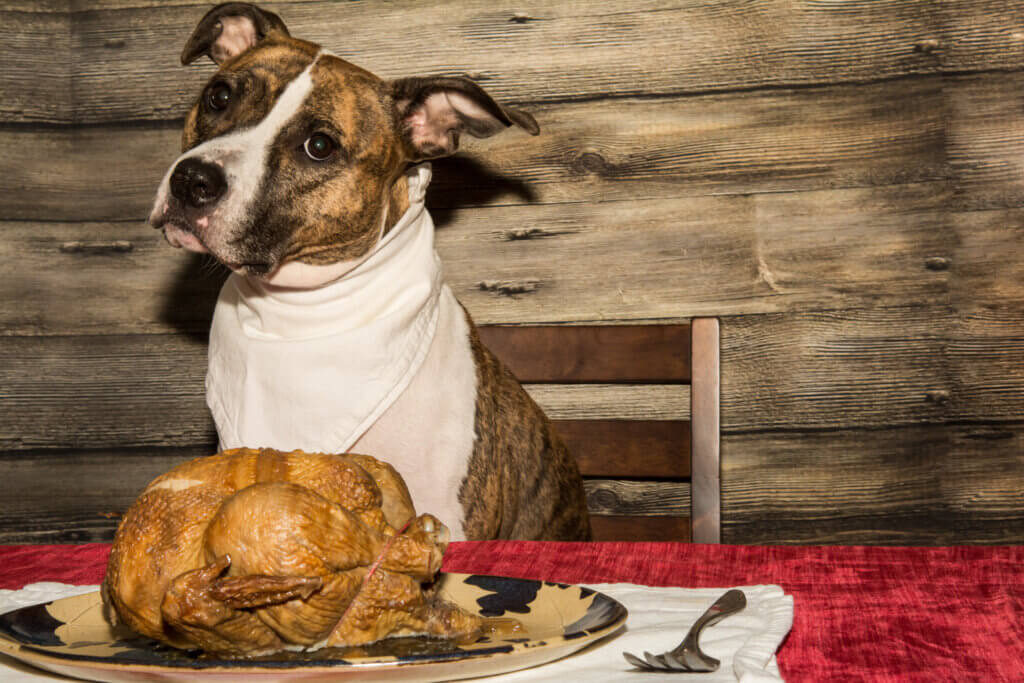 Begging for the Holiday Feast (Deep Creek Lake, MD)