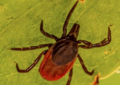 Tick Encounters on the Rise