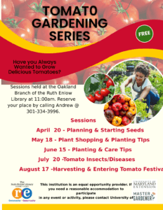 Tomato Gardening Series- Harvesting & Entering Tomato Festival at Deep Creek Lake, MD