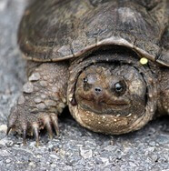 Turtle Week Hike and Craft at Deep Creek Lake, MD