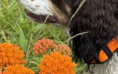 Where the Wildflowers Grow