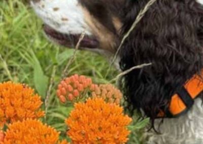 Where the Wildflowers Grow