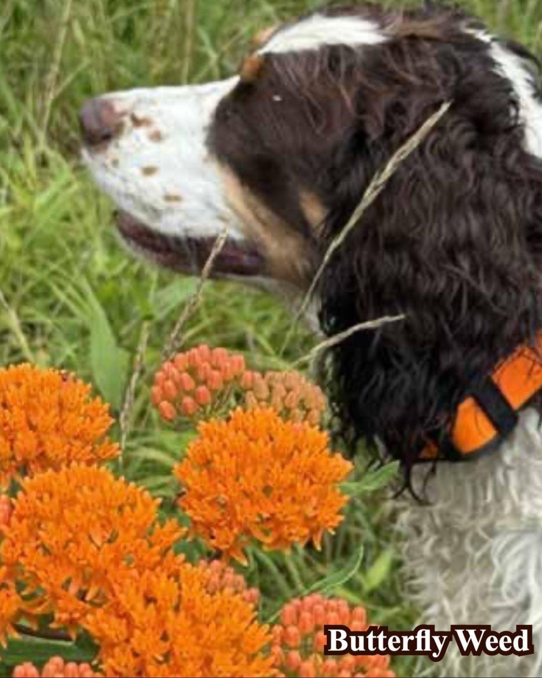 Where the Wildflowers Grow (Socials)