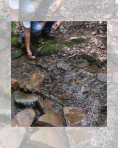 Who Lives in the Stream