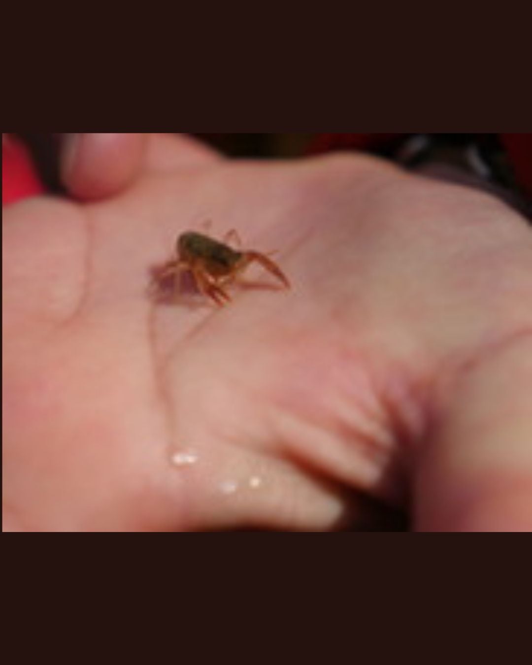 Who Lives in the Stream